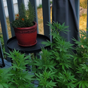 Avatar CannaBon 