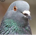 Avatar welshpigeon242 