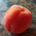 Avatar Aubépine 