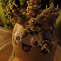 Avatar SaraSterni 