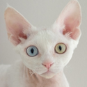 Avatar MartinaCapuano 