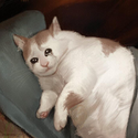 Avatar PoopyCat 
