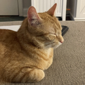 Avatar Mochicat 