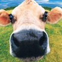 Avatar ColoradoCow 