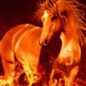 Avatar sufirehorse 