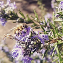Avatar Airlie Bee 