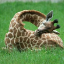 Avatar rach-loves-giraffes 
