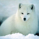 Avatar arcticfox 