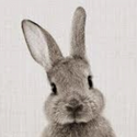 Avatar Greyhare 
