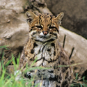 Avatar leopardus_guttulus 