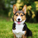 Avatar corgilover 