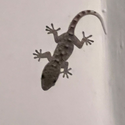 Avatar Geckolo 