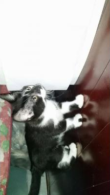 Angirsonl picture