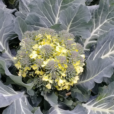 KathrinAlbus picture