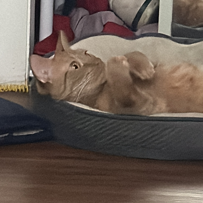 INFP_Polish_King picture