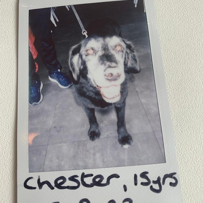 ChesterLeBone picture