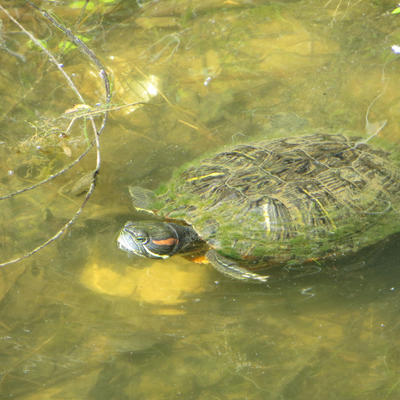 ArthurFrampton picture