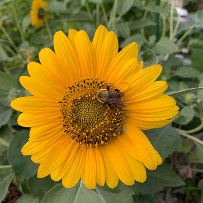 GingerBairdWireman picture