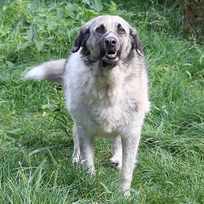 FrancesHeijman picture