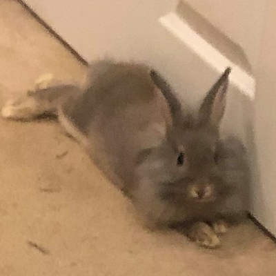 RosePatterson picture