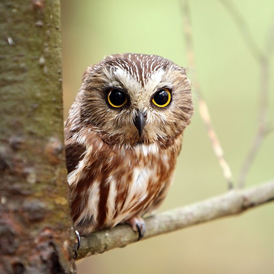 TheOwl picture