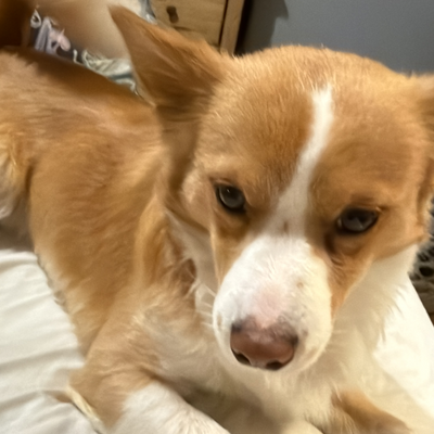 daisytheveggie picture