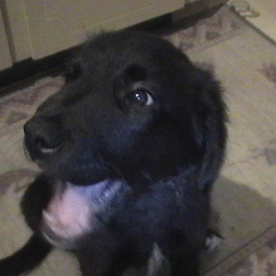 CarolynClyneGillis picture