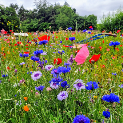 BluebirdTulip picture