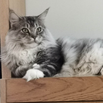 SophiaCinemuerte picture