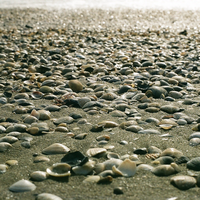 evarosalia picture