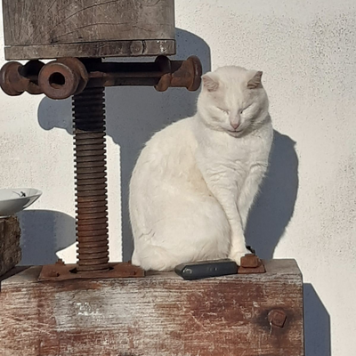 Lequittian picture