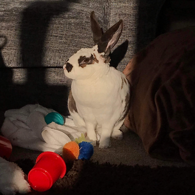 BinksBunny picture