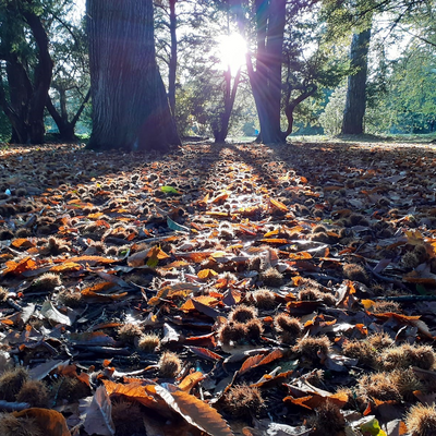 PumpkinChops picture