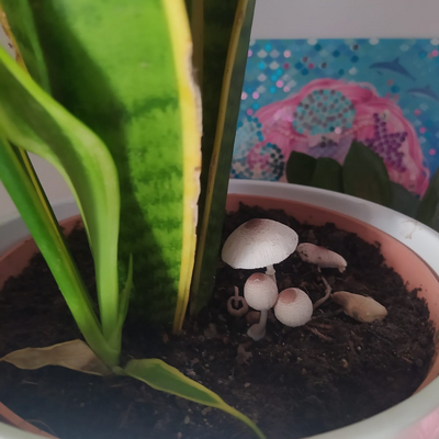 Psk_destroll picture