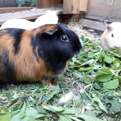 GuineaPig8 picture