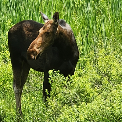 VéroniqueBélinge picture