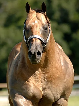 the-vegan-stallion picture