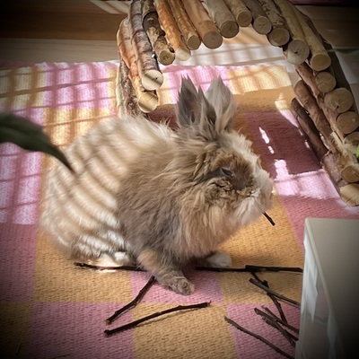 Viiksisiippa picture