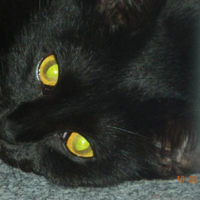 xdementedlovex picture