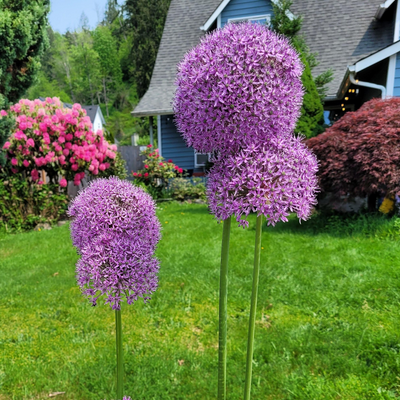 jdmagsterveg123 picture