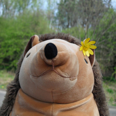kindheartedhog picture
