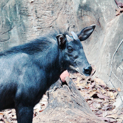 Serow picture