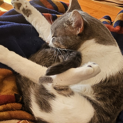 CarolineGodebert picture