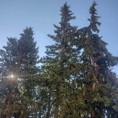 mariaconcettalococ picture