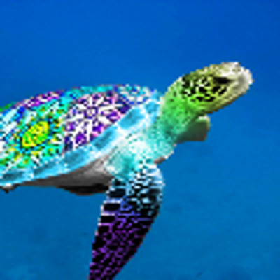 travelingamy picture