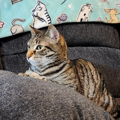 MylesMeowmy picture