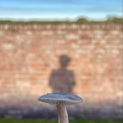 scrappapertiger picture