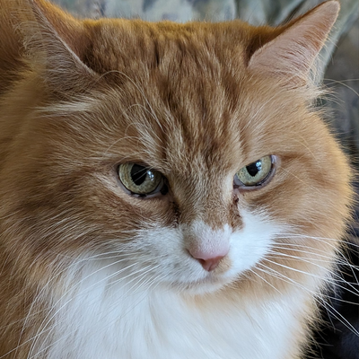 pietthetomcat picture