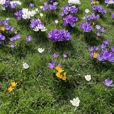 HappyCatFlowers picture