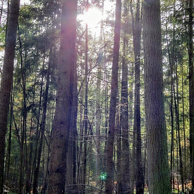 RescueDogMama picture